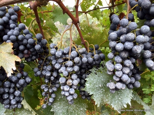 Clay on Grapes Keeps Bugs Off